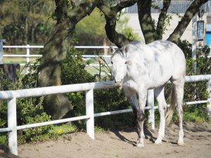 体験乗馬はこちら